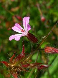 Attēlu rezultāti vaicājumam “Geranium robertianum flower”