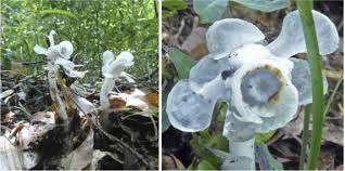 Image result for ギンリョウソウ