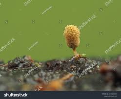 Attēlu rezultāti vaicājumam “Arcyria minuta stalked”