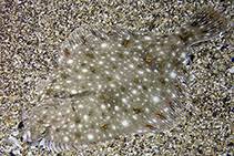 Image result for Pleuronectes platessa