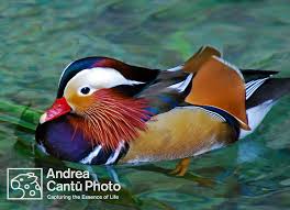 Attēlu rezultāti vaicājumam “Aix galericulata male”