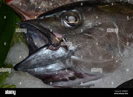 Image result for Thunnus obesus
