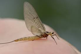 Attēlu rezultāti vaicājumam “Ephemera sp.”