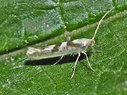 Attēlu rezultāti vaicājumam “Argyresthiidae”