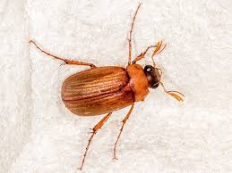 Attēlu rezultāti vaicājumam “Serica brunnea”