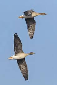 Attēlu rezultāti vaicājumam “Anser serrirostris adult”