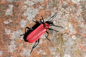 Attēlu rezultāti vaicājumam “Pyrochroidae imago”