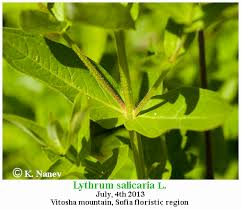 Attēlu rezultāti vaicājumam “Lythrum salicaria leaf”