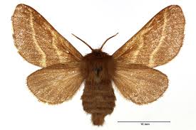 Attēlu rezultāti vaicājumam “Malacosoma neustria”