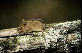 Attēlu rezultāti vaicājumam “Sicista betulina”