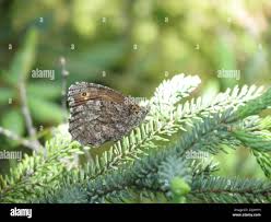 Attēlu rezultāti vaicājumam “Oeneis jutta”