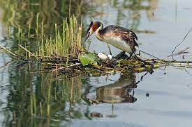 Attēlu rezultāti vaicājumam “Podiceps cristatus nest”