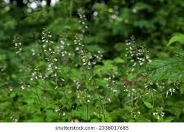 Attēlu rezultāti vaicājumam “Circaea lutetiana”