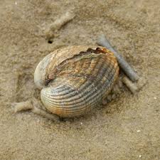 Attēlu rezultāti vaicājumam “Colloderma oculatum sessile”