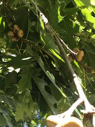Attēlu rezultāti vaicājumam “Quercus rubra fruit”