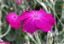 Image result for Lychnis coronaria alba