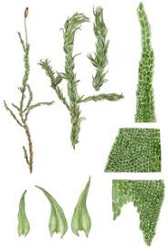 Attēlu rezultāti vaicājumam “Anomodon longifolius”