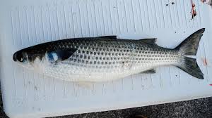 Image result for Mugil