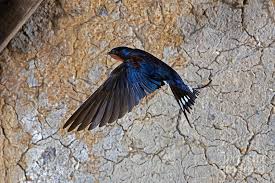 Attēlu rezultāti vaicājumam “Hirundo rustica”