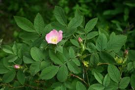 Attēlu rezultāti vaicājumam “Rosa villosa”