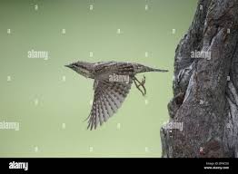 Attēlu rezultāti vaicājumam “Jynx torquilla adult”