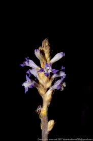 Attēlu rezultāti vaicājumam “Orobanche coerulescens flower”