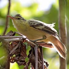 Attēlu rezultāti vaicājumam “Acrocephalus schoenobaenus adult”