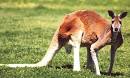 Red Kangaroo at Animal Corner