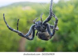 Attēlu rezultāti vaicājumam “Theridiidae”