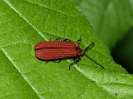 Attēlu rezultāti vaicājumam “Lopheros rubens”