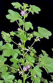 Image result for Malva sylvestris