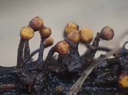 Attēlu rezultāti vaicājumam “Hemitrichia lutescens spores”