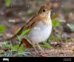 Image result for Catharus fuscescens