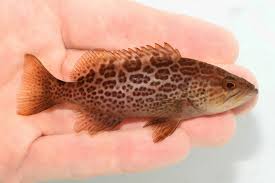 Image result for Mycteroperca phenax