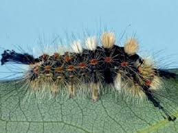 Attēlu rezultāti vaicājumam “Orgyia antiqua imago”