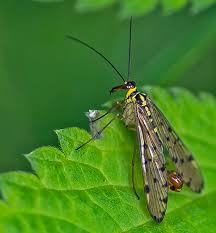 Attēlu rezultāti vaicājumam “Panorpa communis imago”