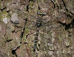 Attēlu rezultāti vaicājumam “Aeshna juncea male”