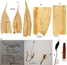 Attēlu rezultāti vaicājumam “Rhynchostegiella tenella sporophyte”