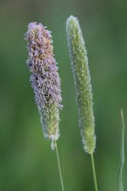 Attēlu rezultāti vaicājumam “Alopecurus pratensis flower”