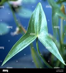 Attēlu rezultāti vaicājumam “Sagittaria sagittifolia leaf”