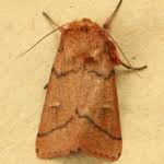 Attēlu rezultāti vaicājumam “Mythimna turca”