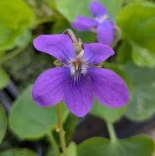 Attēlu rezultāti vaicājumam “Viola odorata flower”