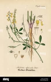 Attēlu rezultāti vaicājumam “Melilotus officinalis”