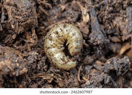 Attēlu rezultāti vaicājumam “Agrotis ripae larva”