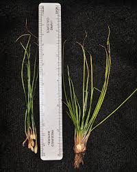 Attēlu rezultāti vaicājumam “Isoetaceae”