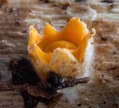 Attēlu rezultāti vaicājumam “Sphaerobolus stellatus”