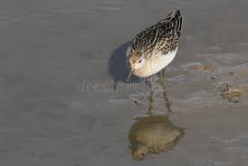 Attēlu rezultāti vaicājumam “Philomachus pugnax adult”