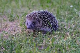 Attēlu rezultāti vaicājumam “Erinaceus roumanicus”