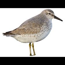 Attēlu rezultāti vaicājumam “Calidris”