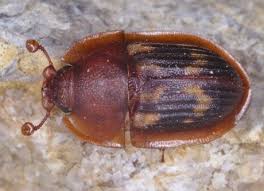 Attēlu rezultāti vaicājumam “Nitidulidae”